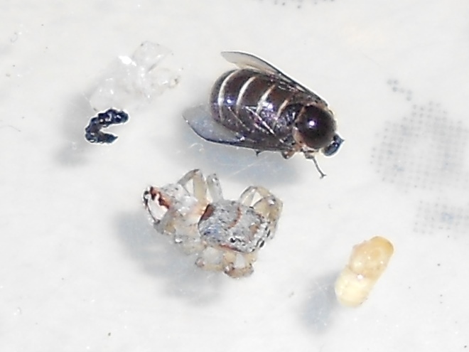 Acroceridae: Ogcodes sp ?